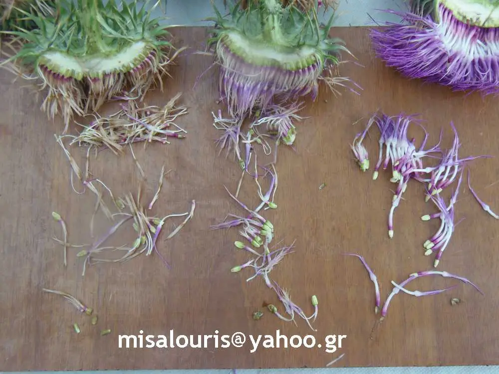 Συνημμένη εικόνα 63128