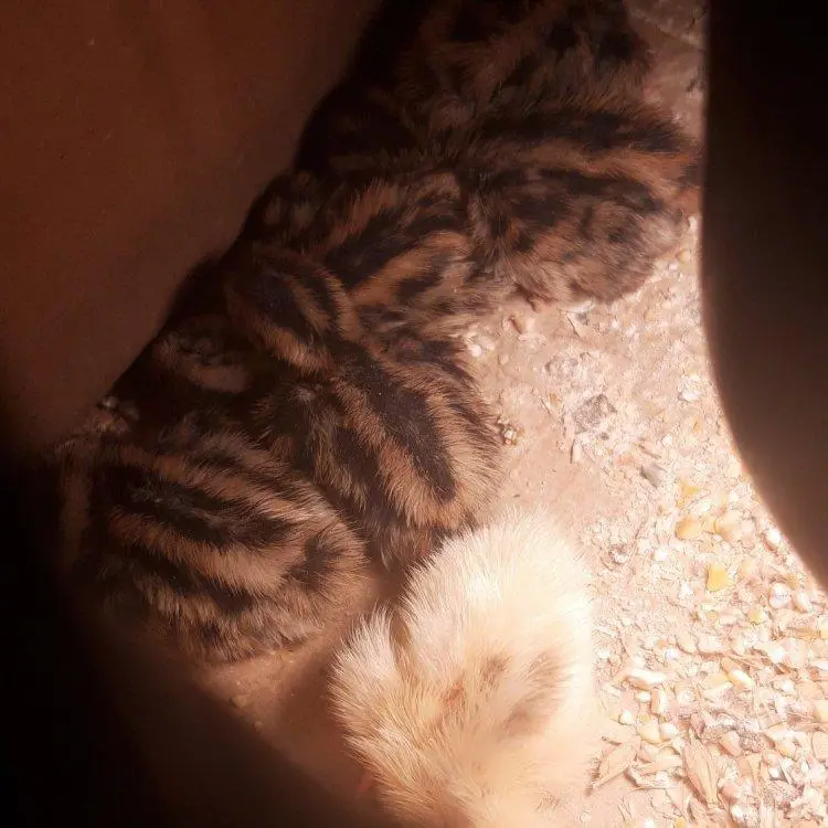 Συνημμένη εικόνα 63530