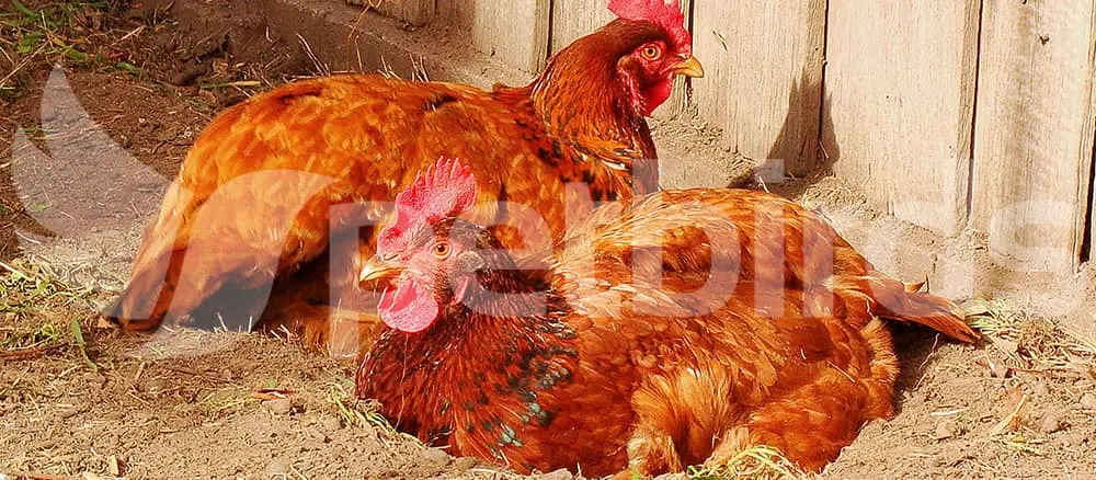 Συνημμένη εικόνα 64082