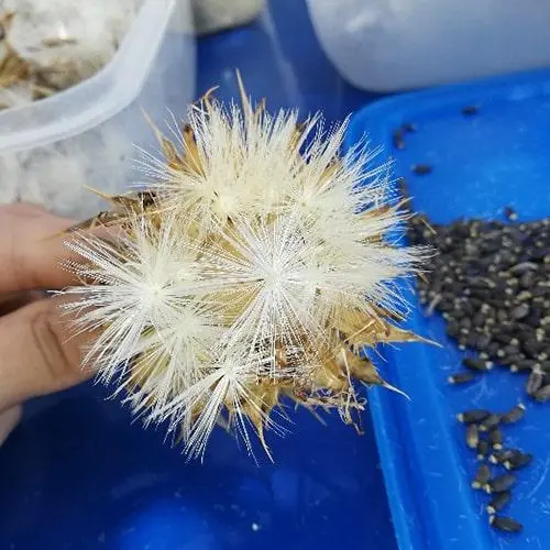 Συνημμένη εικόνα 64371