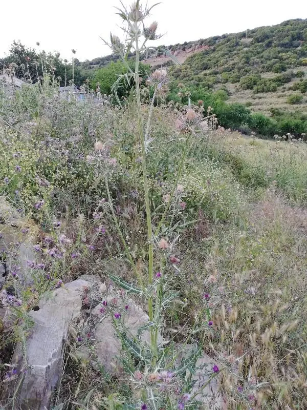 Συνημμένη εικόνα 64508