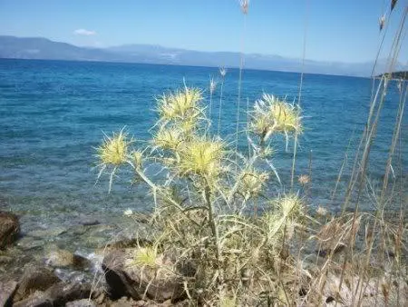 Συνημμένη εικόνα 64532