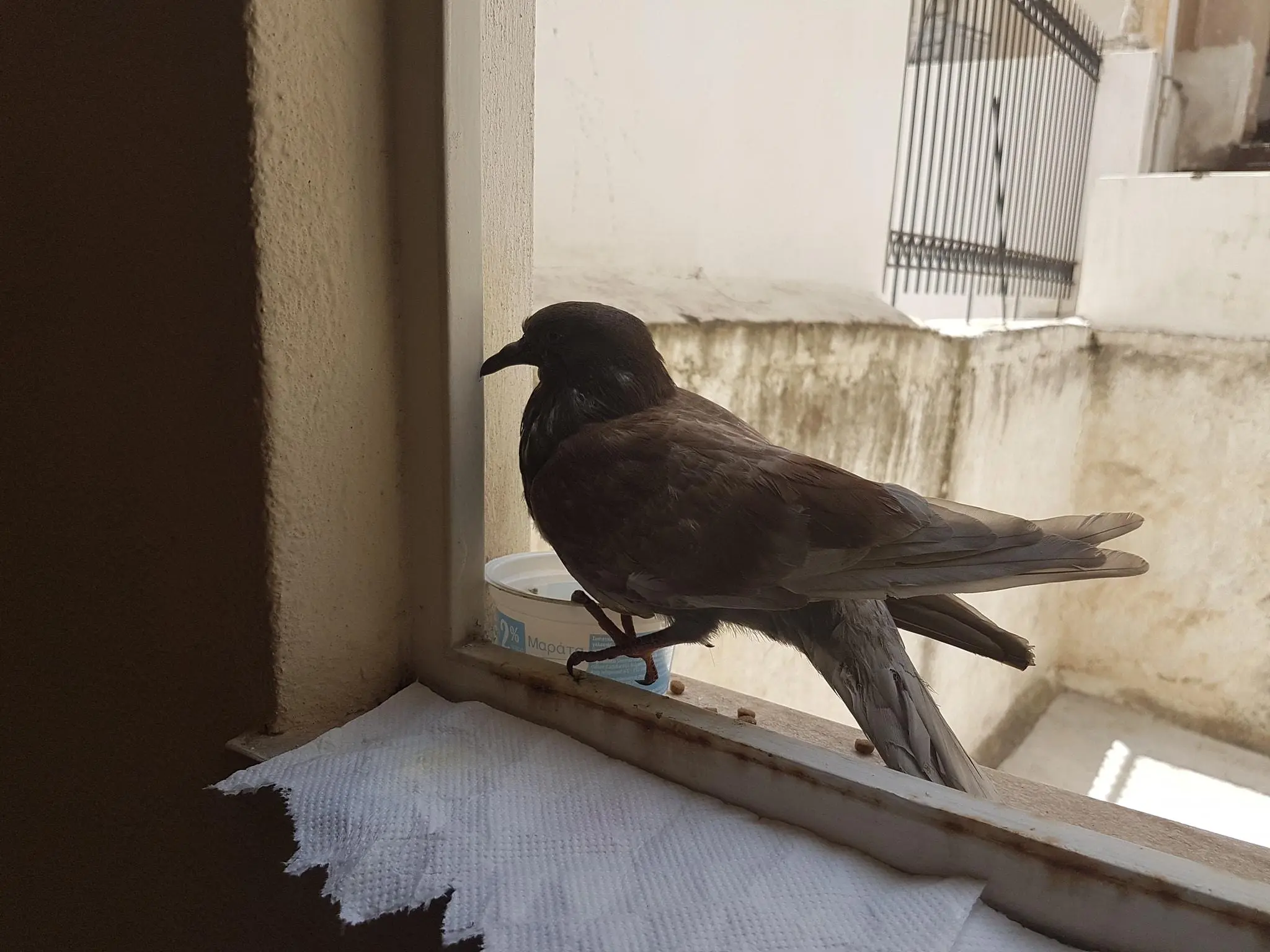 Συνημμένη εικόνα 64986