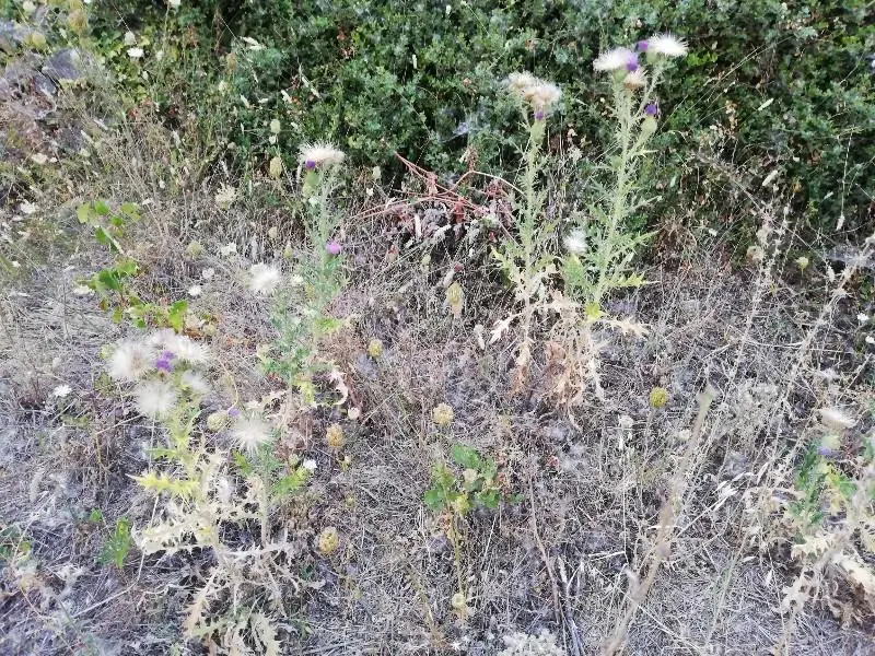 Συνημμένη εικόνα 66618