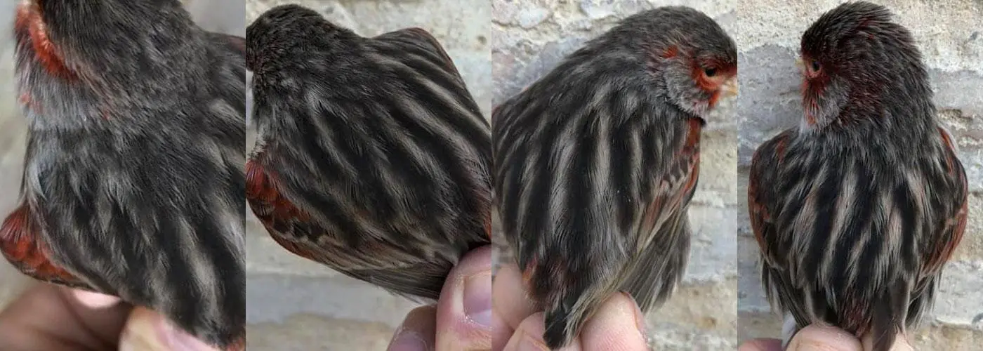 Συνημμένη εικόνα 66650
