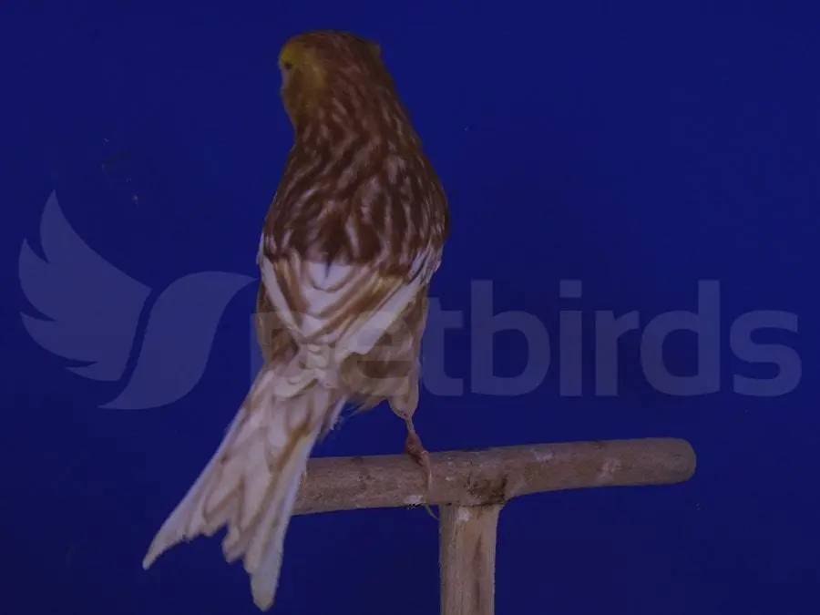 Συνημμένη εικόνα 66671