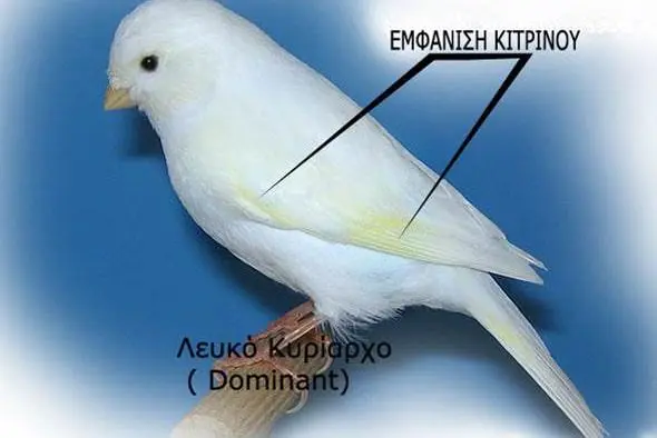 Συνημμένη εικόνα 66926