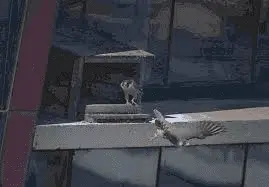 Συνημμένη εικόνα 67411