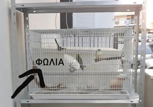 Συνημμένη εικόνα 67597