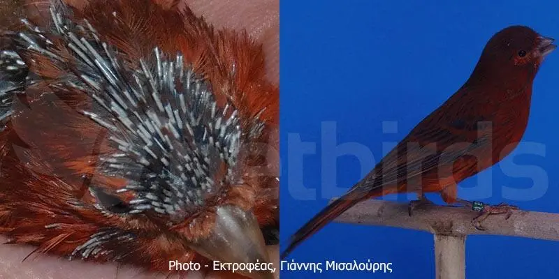Συνημμένη εικόνα 68043
