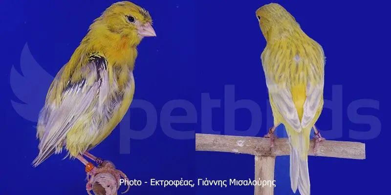 Συνημμένη εικόνα 68044