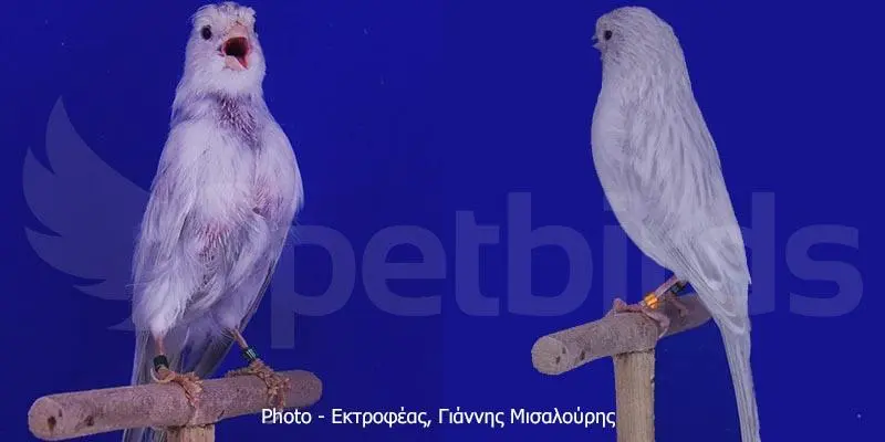 Συνημμένη εικόνα 68045