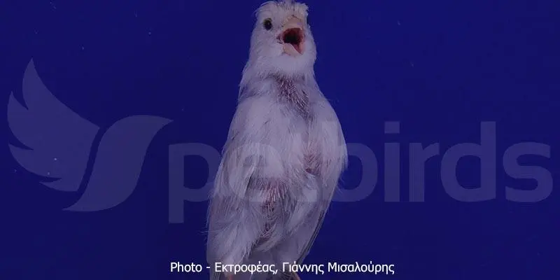Συνημμένη εικόνα 68046