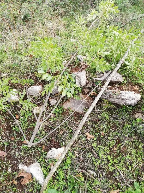 Συνημμένη εικόνα 69017