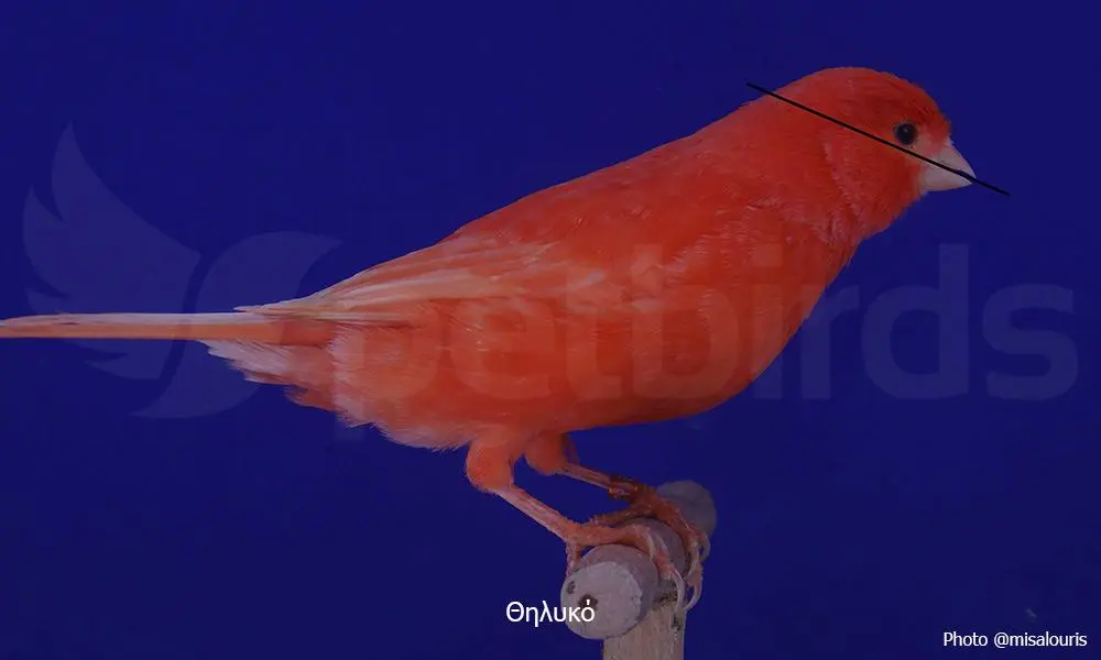 Συνημμένη εικόνα 69593