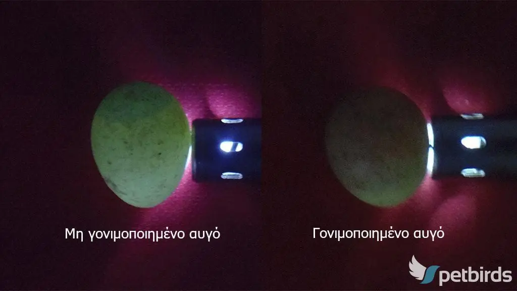 Συνημμένη εικόνα 69960