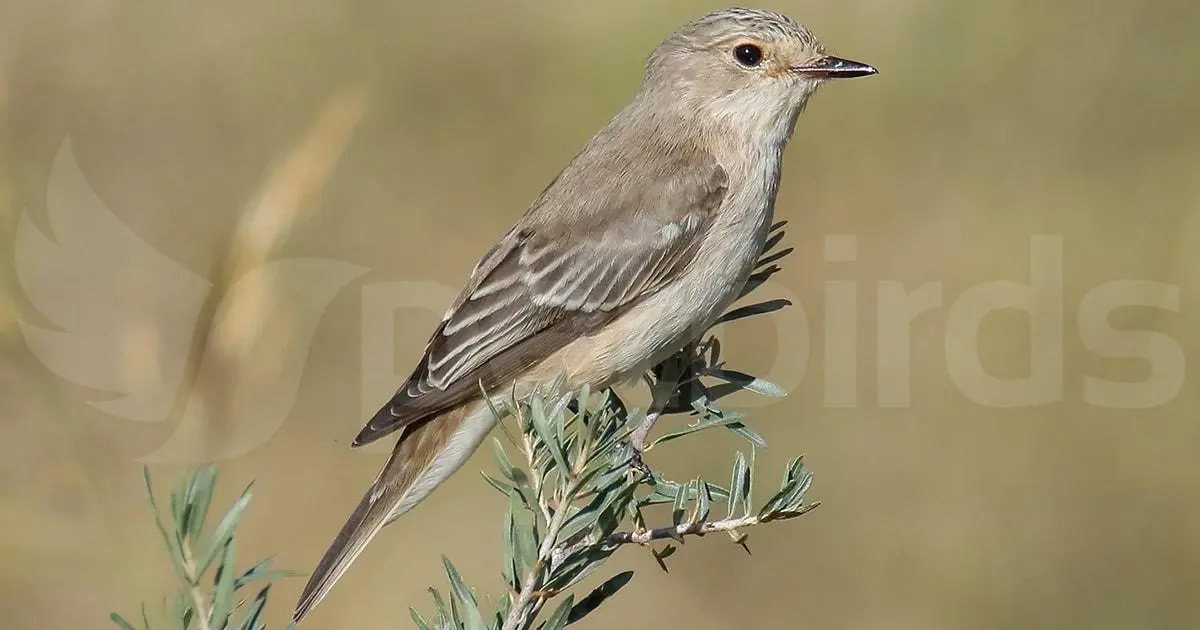 Συνημμένη εικόνα 70115