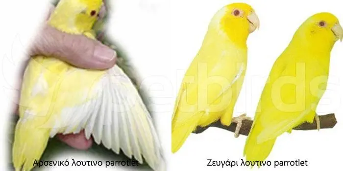 Συνημμένη εικόνα 70768