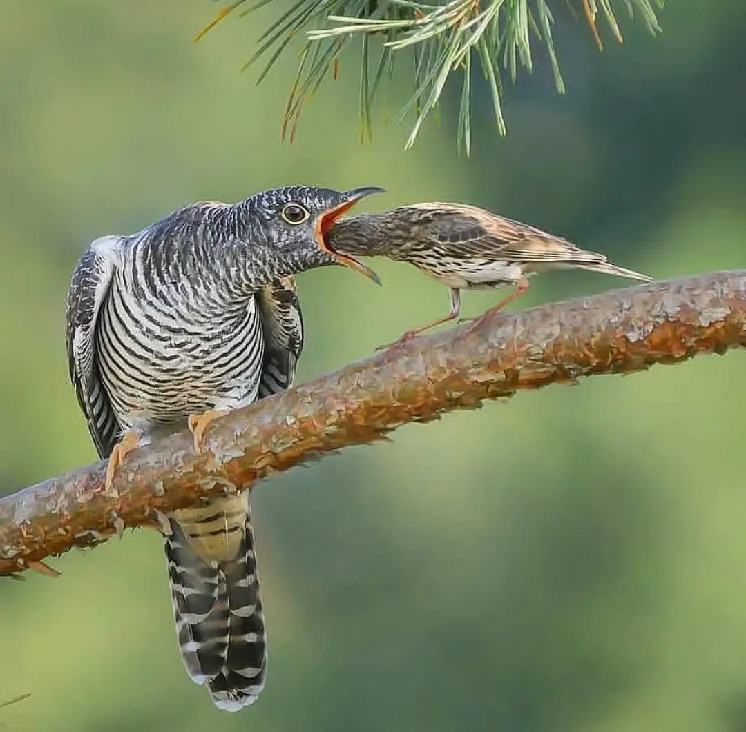 Συνημμένη εικόνα 70852