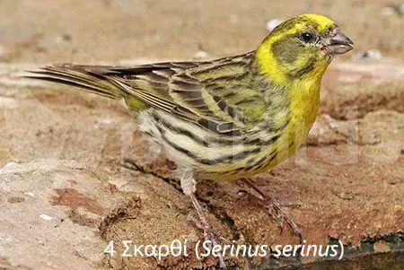 Συνημμένη εικόνα 71306