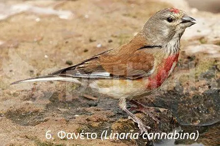 Συνημμένη εικόνα 71307