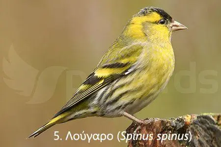 Συνημμένη εικόνα 71308