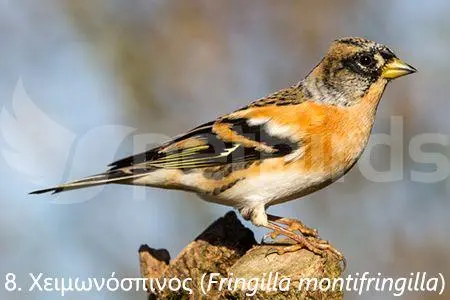 Συνημμένη εικόνα 71328