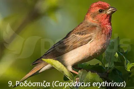 Συνημμένη εικόνα 71329