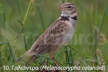 Συνημμένη εικόνα 71330