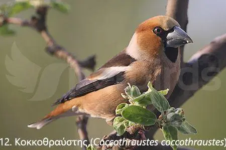 Συνημμένη εικόνα 71334