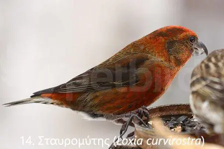 Συνημμένη εικόνα 71340