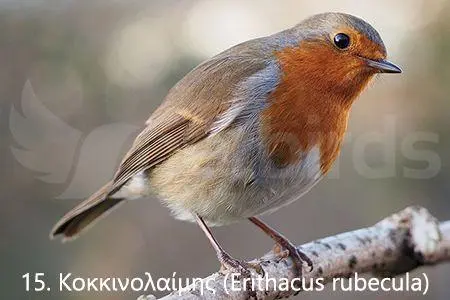 Συνημμένη εικόνα 71342