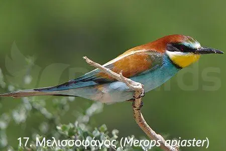 Συνημμένη εικόνα 71353