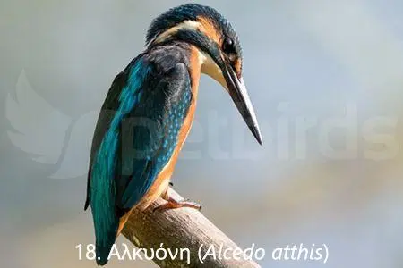 Συνημμένη εικόνα 71354