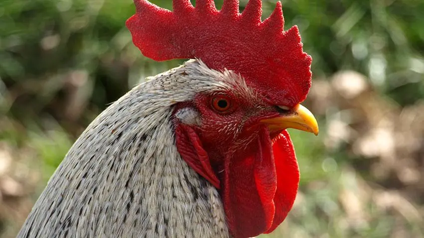 Συνημμένη εικόνα 71863