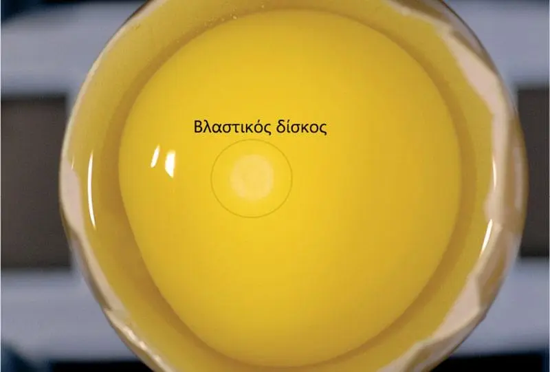 Συνημμένη εικόνα 72947