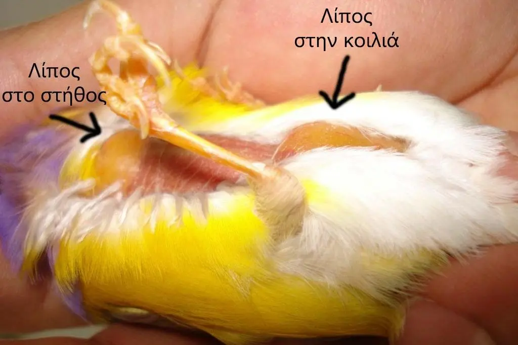 Συνημμένη εικόνα 72948