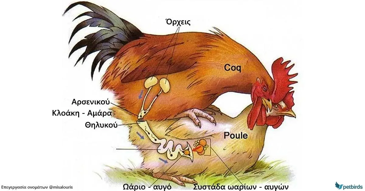 Συνημμένη εικόνα 72962
