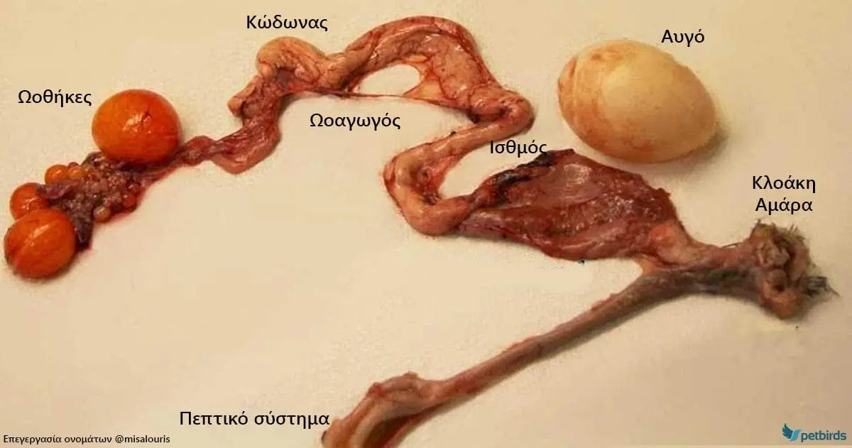 Συνημμένη εικόνα 72967