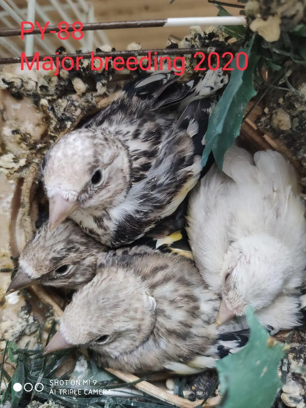 Συνημμένη εικόνα 73132