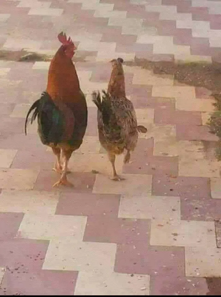Συνημμένη εικόνα 73797