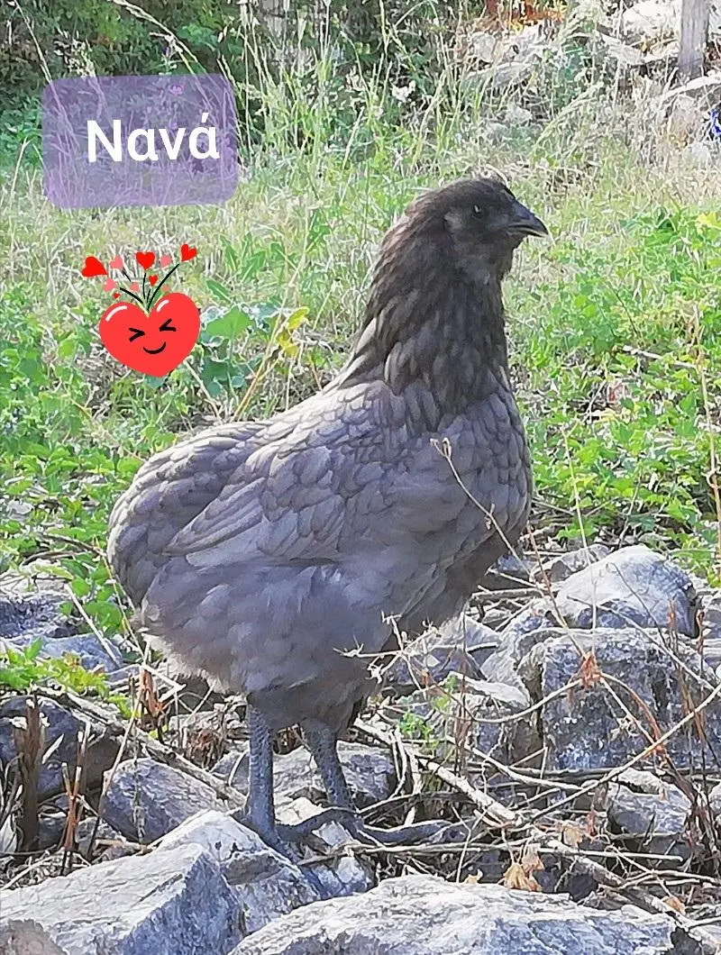 Συνημμένη εικόνα 74240