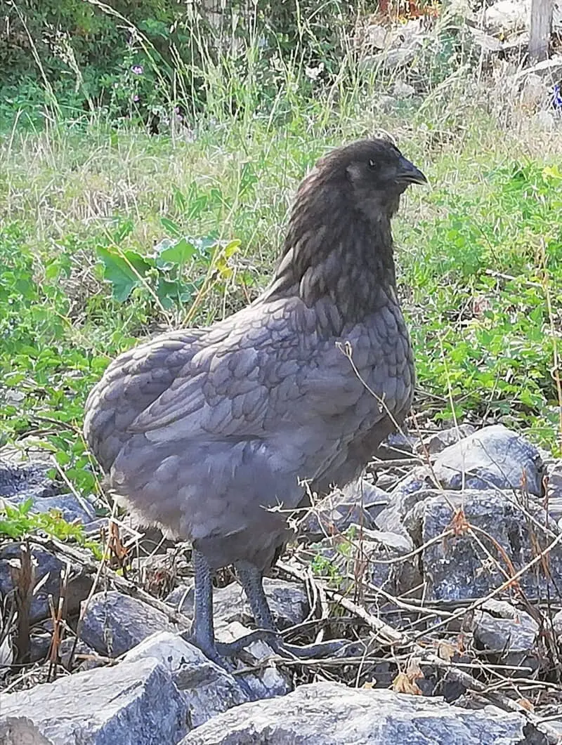 Συνημμένη εικόνα 74252