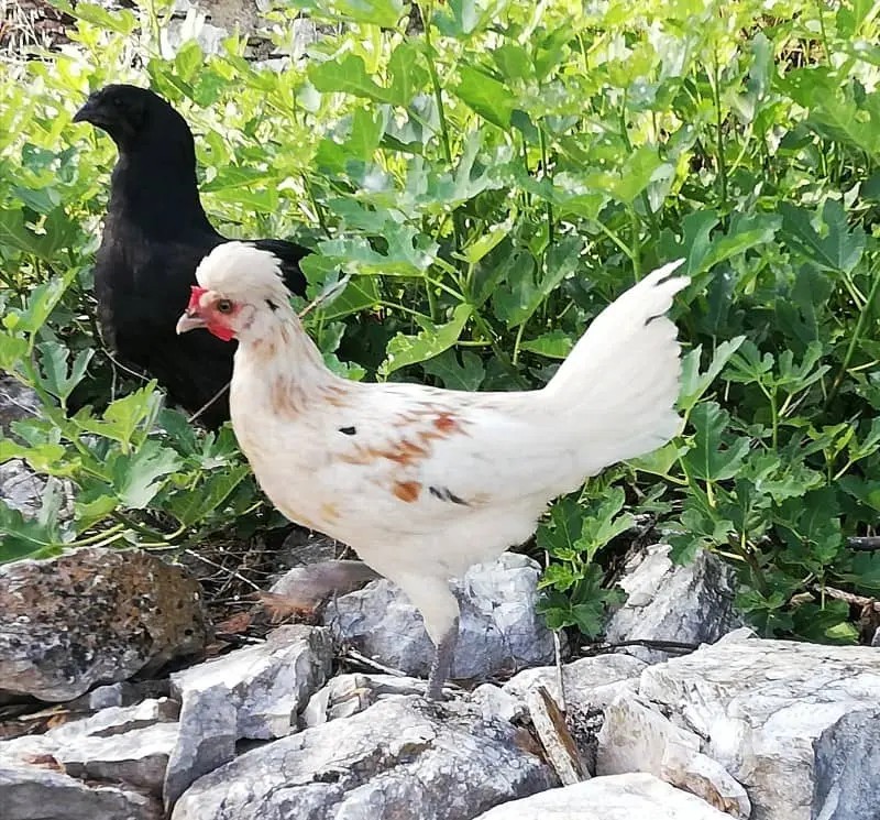 Συνημμένη εικόνα 74253