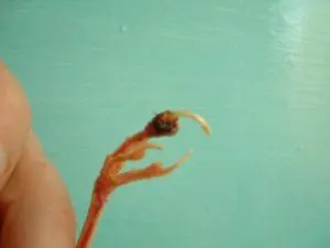 Συνημμένη εικόνα 74441