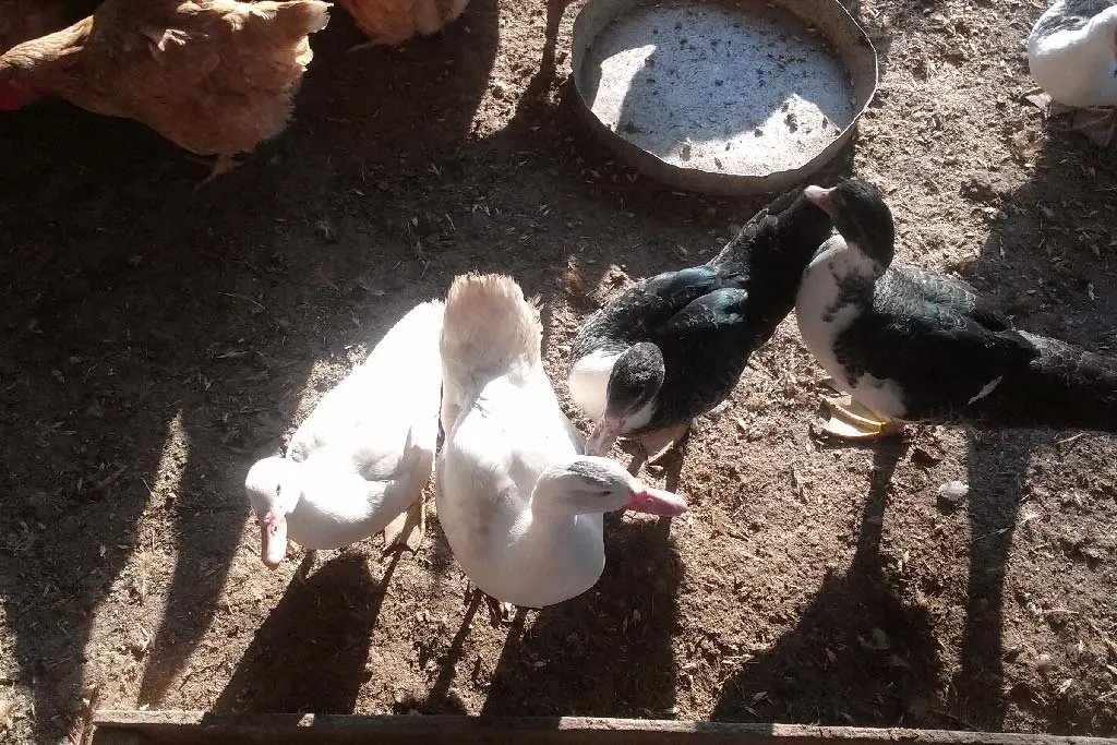 Συνημμένη εικόνα 74948