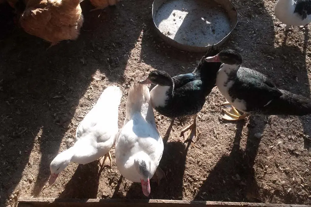 Συνημμένη εικόνα 74949