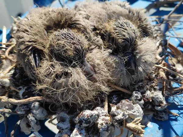 Συνημμένη εικόνα 75252