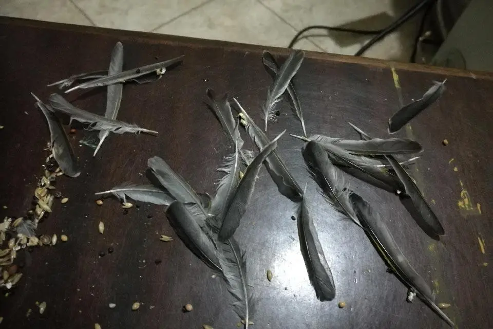 Συνημμένη εικόνα 75524