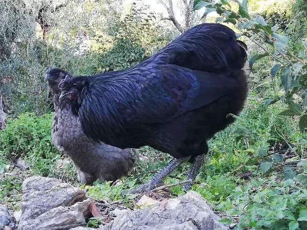 Συνημμένη εικόνα 76455